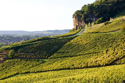 Château-Chalon vigne